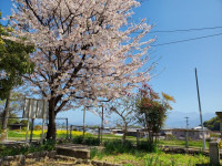 080408桜🌸