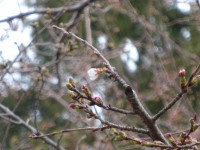 桜３