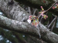 桜２