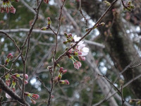 桜１