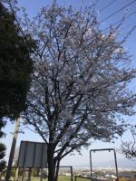 桜①