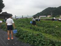 水やり